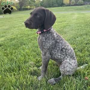 LADY GODIVA, German Shorthaired Pointer Puppy